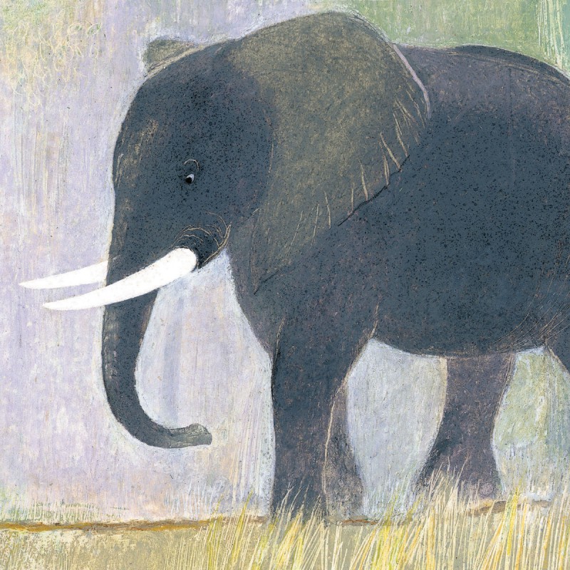 Coffret Une histoire de singe